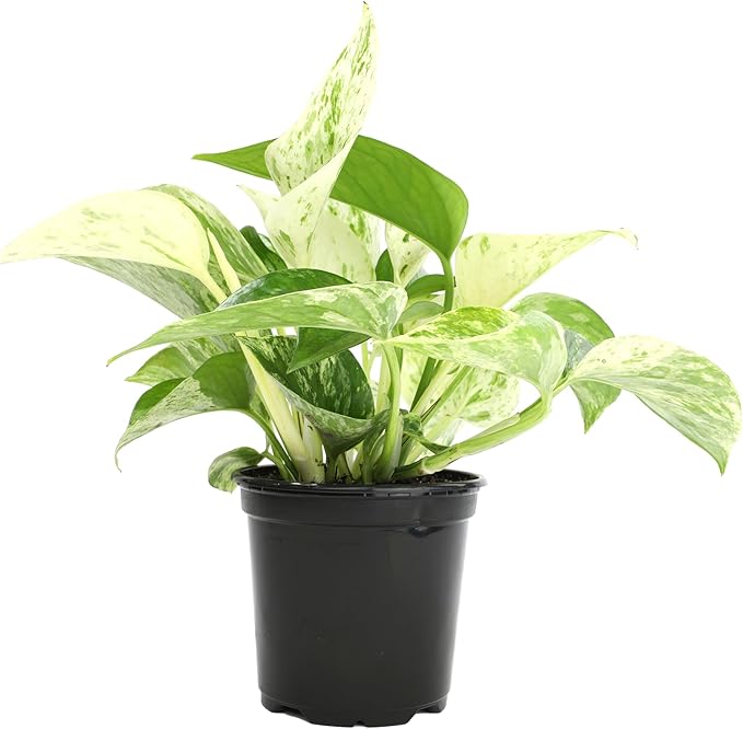 Marble Queen Pothos Plant in 4 Inch Planter Pot for Plants, Low Light Plants Live Houseplants, Pothos Live Plant Decor, Live Plants Indoor Plants Live Houseplants Live Indoor Plants by Plants for Pets