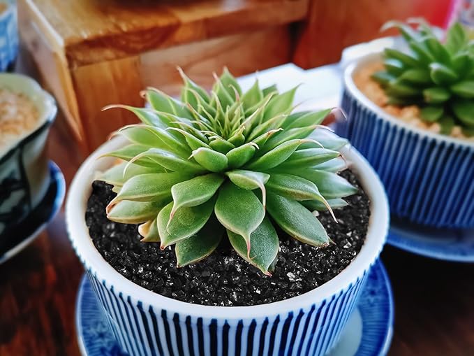 2.4lb Succulents and Cactus Black Sand, Décor & Additive Tiny Stones,DIY Rocks Gravel for Bonsai, Fairy Gardening, Terrarium, Vases Fillers