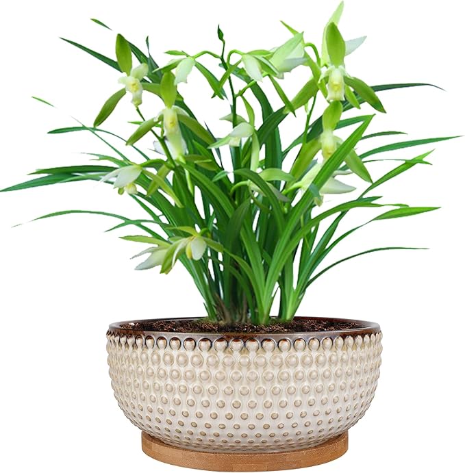 8 Inch Ceramic Succulent Shallow Planter Pot with Drainage Hole and Saucer Bonsai Planter for Indoor Plants White