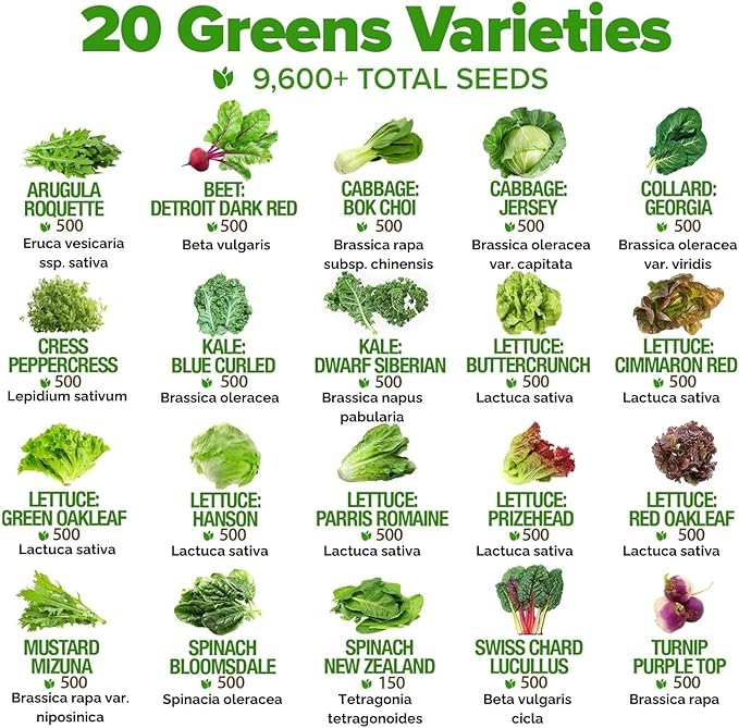 HOME GROWN 10,000+ Heirloom Lettuce Seeds for Planting Indoors - 95% Germination, Non-GMO Greens Seeds, (20 Varieties): Kale, Spinach, Butter, Oak, Romaine Bibb & More - Lettuce Seeds for Hydroponic