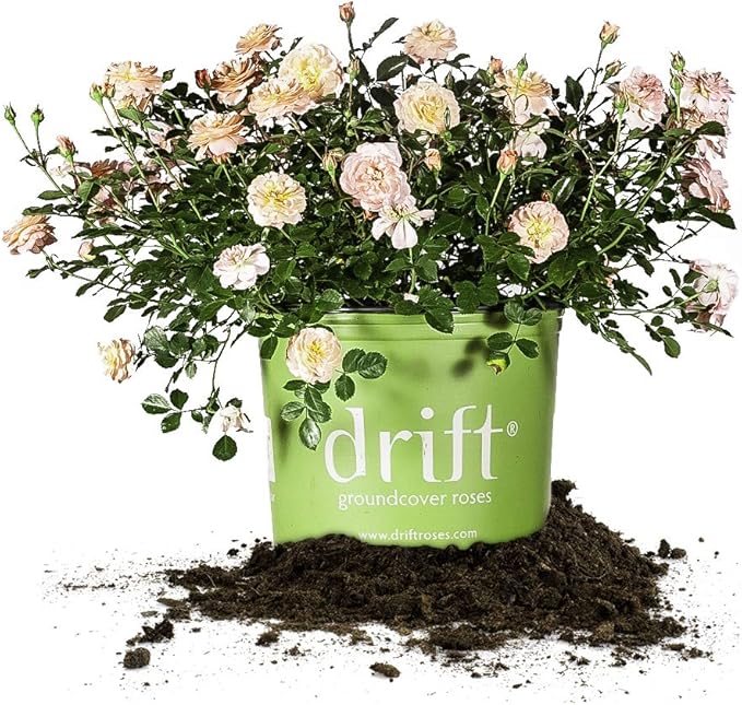 PERFECT PLANTS Apricot Drift Rose Live Plant, 3 Gallon, Includes Care Guide