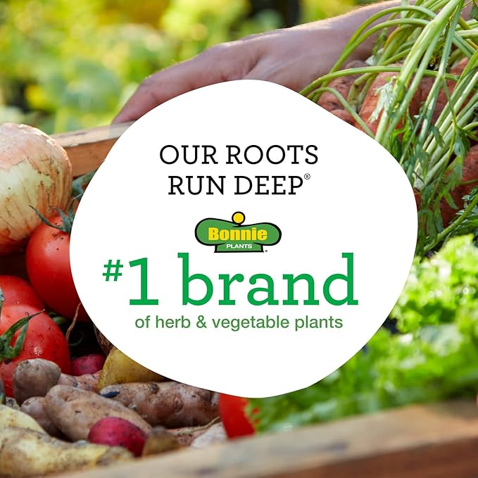 Bonnie Plants Snacking Red Pepper 19.3 oz. 4-pack