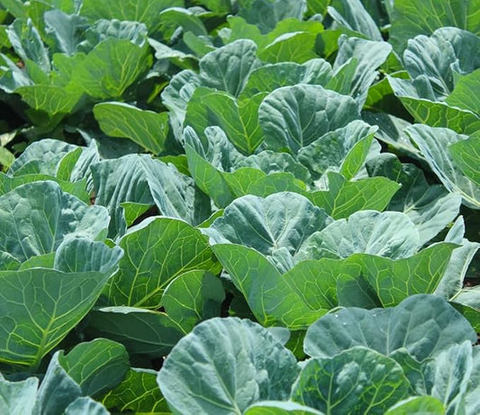 Collard Green Seeds for Planting - Plant & Grow Georgia Southern Collards - Full Planting Instructions to Plant a Home Outdoor Vegetable Garden - Great Gardening Gift, 3 Packets