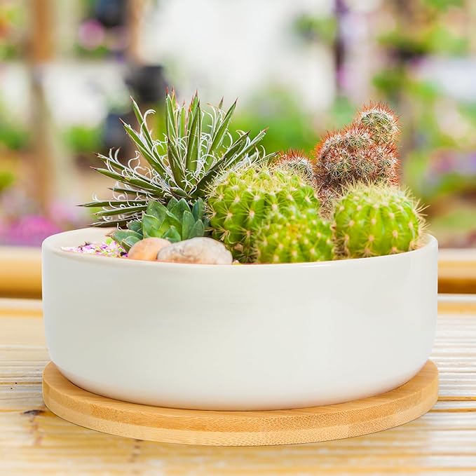ZOUTOG Plant Pot 6 Inch, Ceramic Succulent Pots for Flower with Drainage Hole & Bamboo Tray, Higher White Round Pack of 2 with Home, Office, Indoor or Outdoor Decor - Plants Not Included