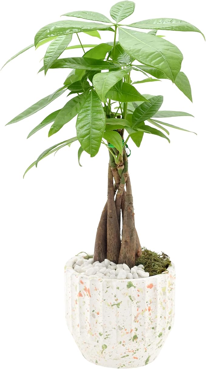 Arcadia Garden Products LV47 Money Tree, Live Indoor Plant in Speckled Splash Ceramic Planter for Home, Work, or Gift, White