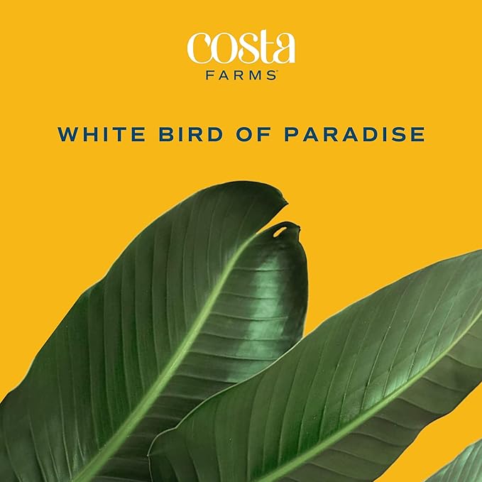 Costa Farms White Bird of Paradise, Live Indoor Plant in Nursery Plant Pot, Potting Soil Mix, Tropical Air Purifying Houseplant, Home and Office Decor, Unique Plant Gift, 3-4 Feet Tall