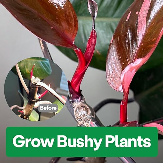 Noot Bio-Organic Plant Food Liquid Fertilizer - Makes 3.5 Gallons - Root Boosting Mycorrhizae - Fast Growth for Monstera, Aroid, Succulent, Orchid, Calathea, Philodendron - Use Every Watering (1 Vial)