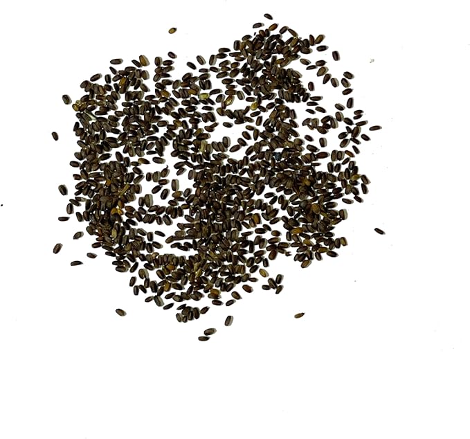 Seed Needs Anise Hyssop Seeds for Planting - Non-GMO, Heirloom & Untreated - Organically Grow a Medicinal/Culinary Herb Garden for Tea & Essential Oils (1 Pack)