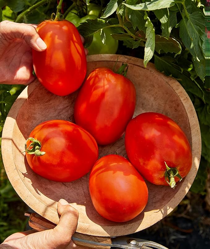 Burpee Exclusive 'SuperSauce' Hybrid, 25 Non-GMO Large Red Sauce & Paste Tomato Variety, Vegetable Seeds for Planting Home Garden