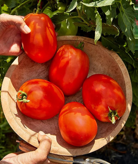 Burpee Exclusive 'SuperSauce' Hybrid, 25 Non-GMO Large Red Sauce & Paste Tomato Variety, Vegetable Seeds for Planting Home Garden