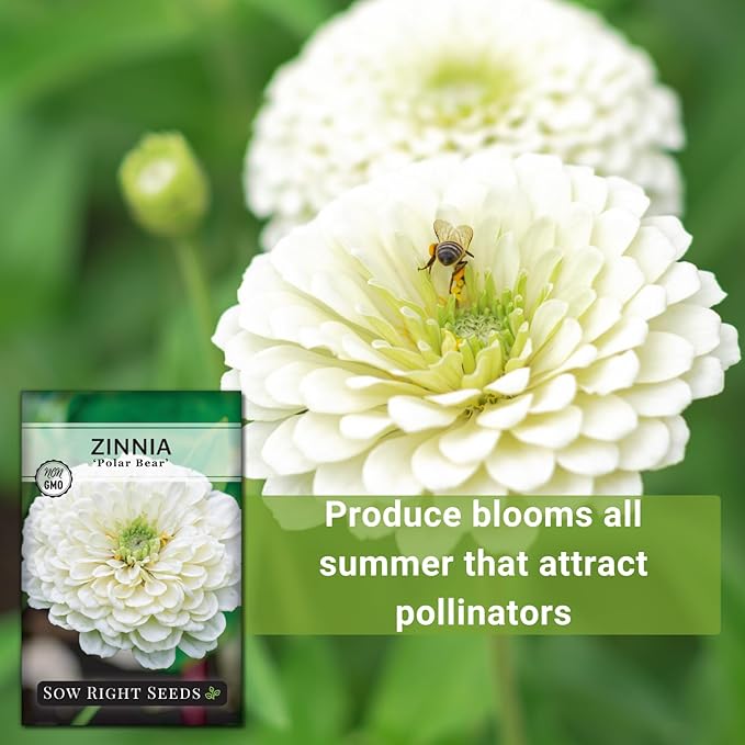 Sow Right Seeds - Zinnia Polar Bear Flower Seeds for Planting - Beautiful Flowers to Plant in Your Home Garden - Non-GMO Heirloom Packet - White Blooms Attract Pollinators - Cut and Come Again (4)