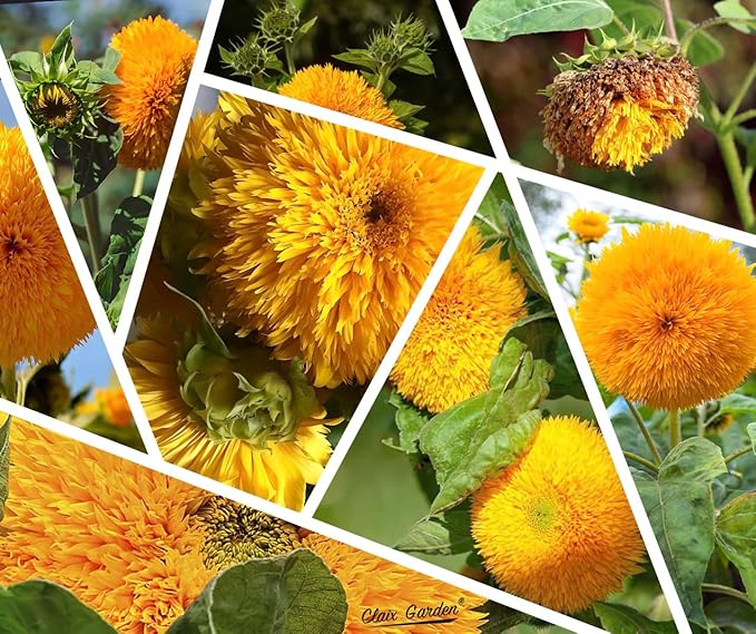 Sunflower Seeds - Giant Teddy Bear - 50 Seeds - Heirloom, Non-GMO, USA Grown, Excellent for Pollinators, Annual, Deer Resistant - Sunflower Seeds for Any Home Garden