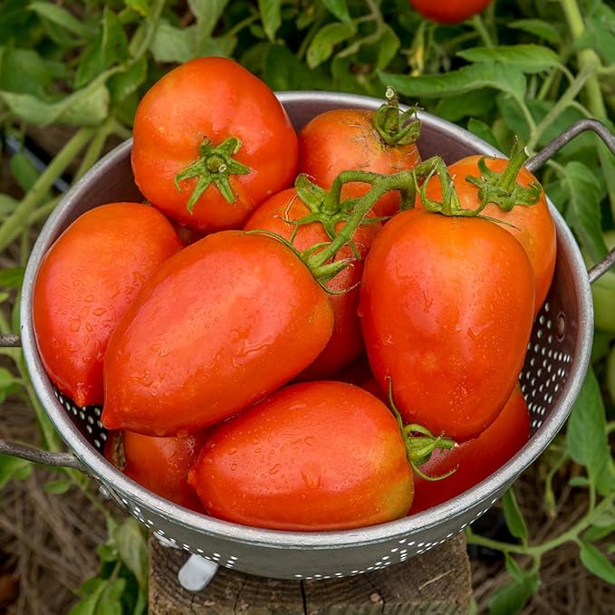 Burpee 'Gladiator',25 Non-GMO Seeds, Hybrid Red Slicing & Paste Delicious Roma Tomato Variety, Indeterminate Seeds for Home Garden
