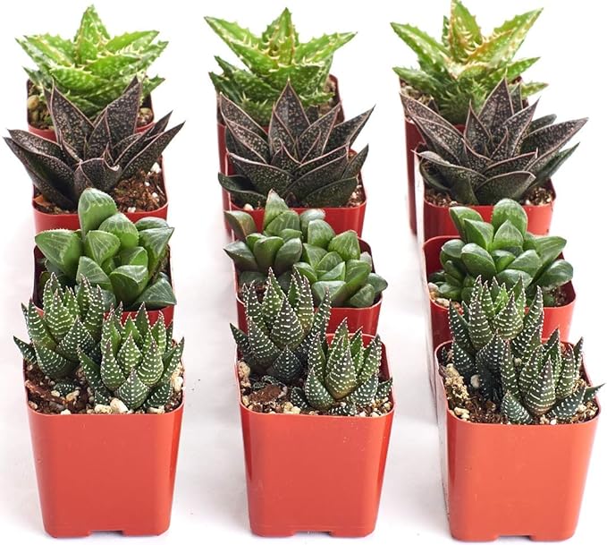 Shop Succulents | Haworthia Collection | Assortment of Hand Selected, Fully Rooted Alluring Miniature Aloe Live Indoor Succulent Plants, 12-Pack, Mix