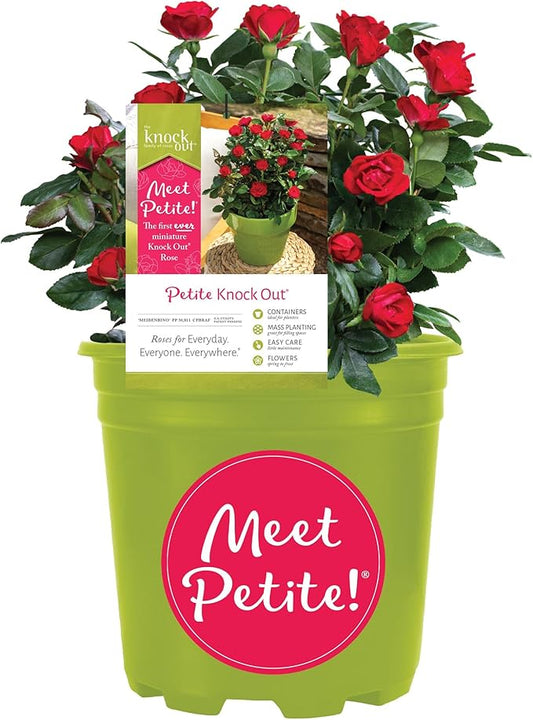 6qt Petite Knockout Red Rose