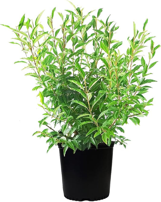 Forsythia X intermedia 'Lynwood Gold' (Forsythia) Shrub, yellow flowers, #3 - Size Container