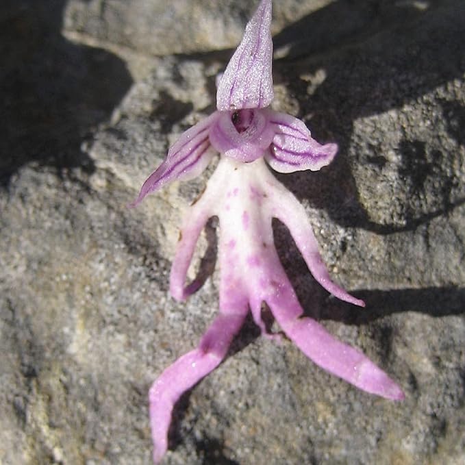 CHUXAY GARDEN Naked Man Orchid Seed 50 Seeds Exotic Charm Perennial Flowering Plant Attract Butterflies and Bees Easy Cultivating