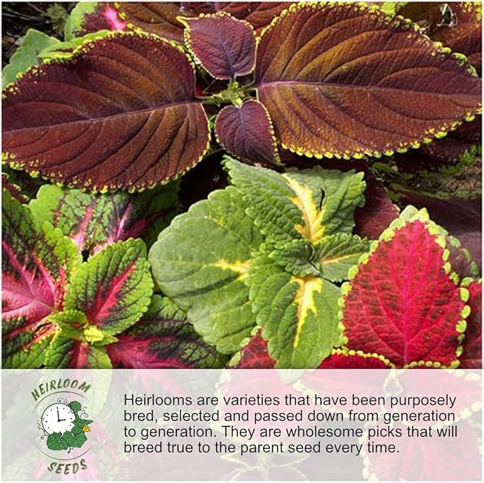 Seed Needs, Jewel Blend/Mix Nasturtium Seeds for Planting Outdoors (Edible Wildflowers, Perfect for Garnishing) Heirloom, Non-GMO & Untreated (1 Pack)