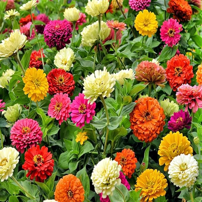 1000+ Mixed Zinnia Seeds for Planting Outdoors, Non-GMO, Heirloom, Beautiful Zinnia Flower Seeds - Attract Bees, Butterflies, Hummingbirds, Pollinators, Easy to Plant and Maintain