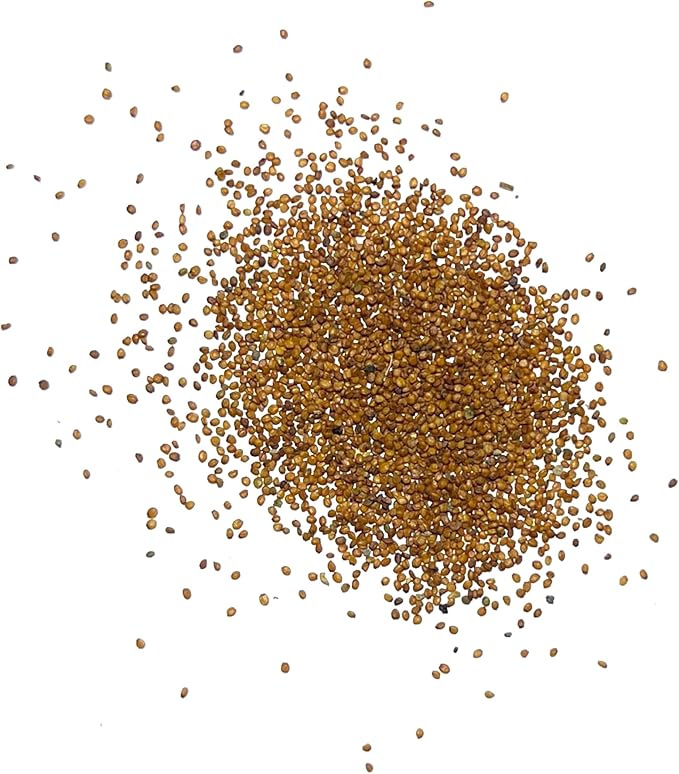 Seed Needs Watercress Seeds for Planting - Non-GMO, Heirloom & Untreated - Organically Grow Your own Culinary Herb Garden Indoors or Outdoors (1 Pack)