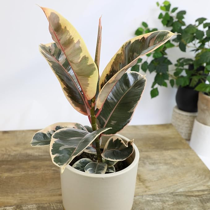 6" Ficus Tineke, Variegated Rubber Plant, Real Ficus Tree, Indoor Garden Greenhouse Plant Room Decor Office Plants Live Real Plants Indoor Live Plants Indoor Plants Live Houseplants by Plants for Pets