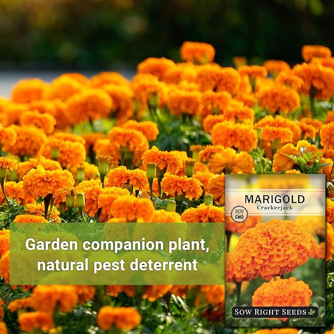 Sow Right Seeds Crackerjack African Marigold Seeds for Planting - Non-GMO Heirloom Seed Packet with Instructions - Companion Plant - Orange & Yellow Blooms Attract Pollinators, Deter Mosquitoes (1)