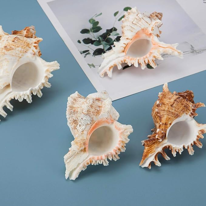 4 Pack Conch Sea Shell Air Plant Holders- 4-5 inches Natural Airplant Pot, Decorative Tillandsia Succulent Display Container for Gardening Gifts Home Table Decors Beach Theme Party, No Plants