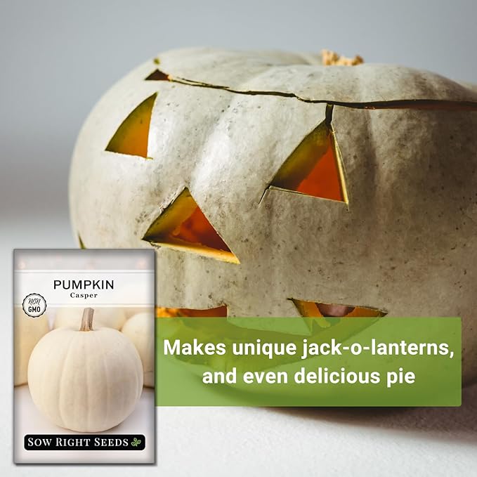 Sow Right Seeds - Casper Pumpkin Seed for Planting - Non-GMO Heirloom Packet with Instructions to Plant a Home Vegetable Garden - Striking White Variety - Autumn Decor or Unique Jack o Lanterns (3)