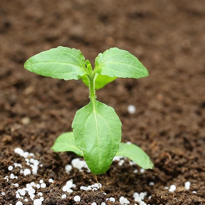 Seed Needs, Holy Basil Seeds - 500 Heirloom Seeds for Planting Ocimum Sanctum - Medicinal Tulsi Herb to Plant Indoors or Outdoors, Non-GMO & Untreated (1 Pack)