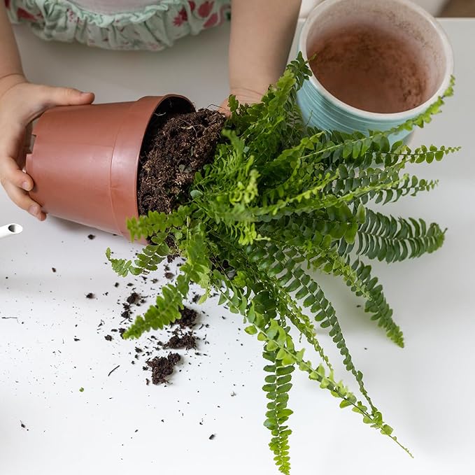 Potting Soil Mix for Fern 4qt, Custom Hand Blended Mixture Suitable for Indoor/Outdoor Potted Fern Plant