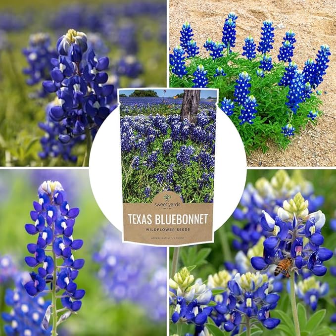 Texas Bluebonnet Wildflower Seeds - Bulk 1/4 Pound Bag - Over 4,000 Native Seeds - Texas State Flower!
