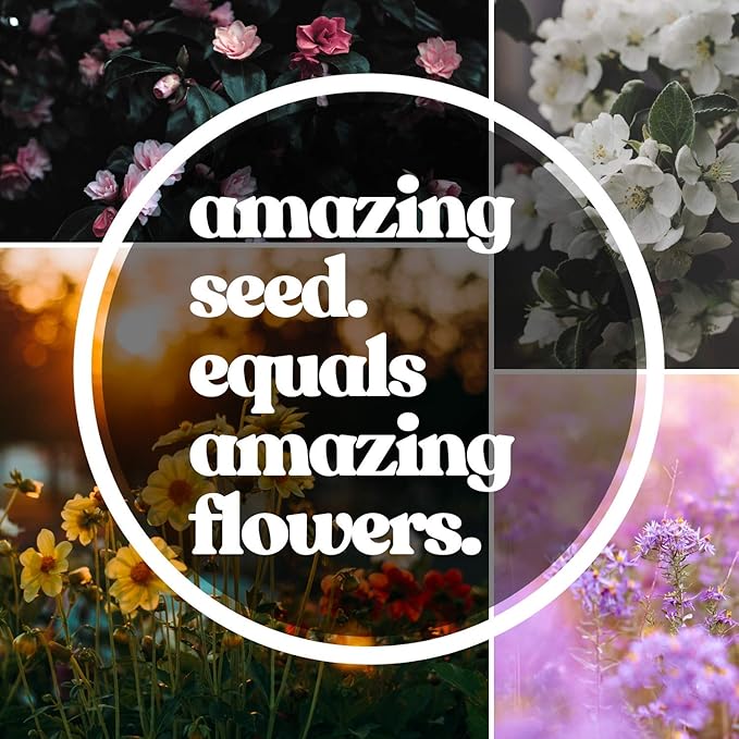 Durango Series Marigold Seeds – Red, 100 Seed Packet – Tagetes patula – Non-GMO, Open Pollinated – Perfect for Flower Gardening – High Germination Rate, Vibrant Red Blooms for Farm, Home, & Gardening