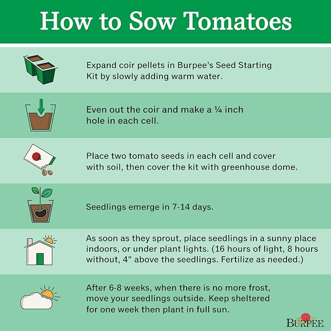 Burpee 'Honey Delight' Hybrid | Yellow Slicing Saladette Tomato | 50 Non-GMO Seeds