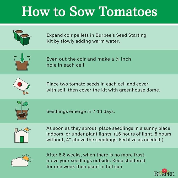 Burpee 'Madame Marmande' Hybrid | Red Beefsteak Slicing Tomato | 30 Seeds