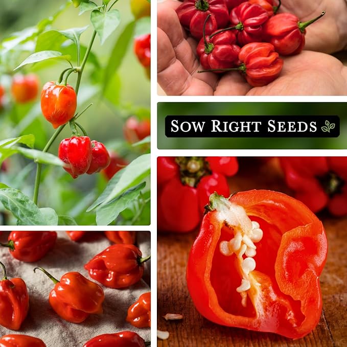 Sow Right Seeds - Habanero Red Pepper Seeds for Planting - Non-GMO Heirloom Packet with Instructions to Plant and Grow an Outdoor Home Vegetable Garden - Super Hot Chili - High Scoville Rating