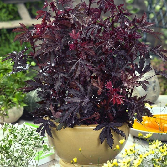 Outsidepride 10 Seeds Perennial Hibiscus Mahogany Splendor Flower Seeds for Planting