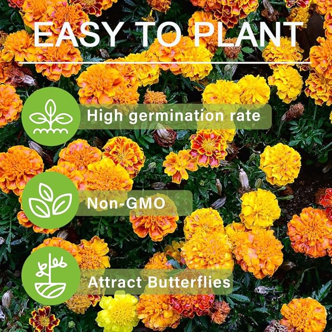 1000+ Perennial Marigold Flower Plant Seed Outdoor-Attracts Bees&Butterflies Fragrant Butterfly