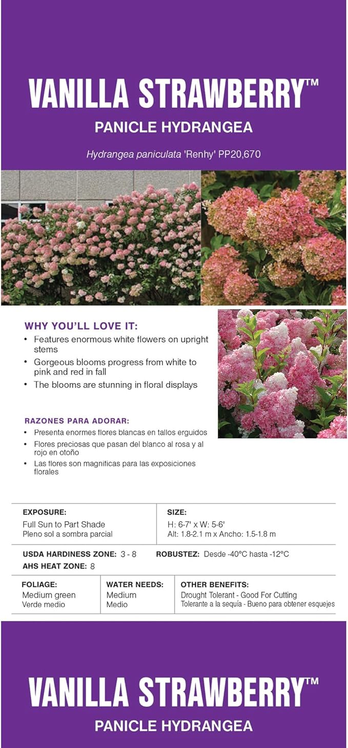 3 Gallon First Editions Hydrangea Vanilla Strawberry Shrub