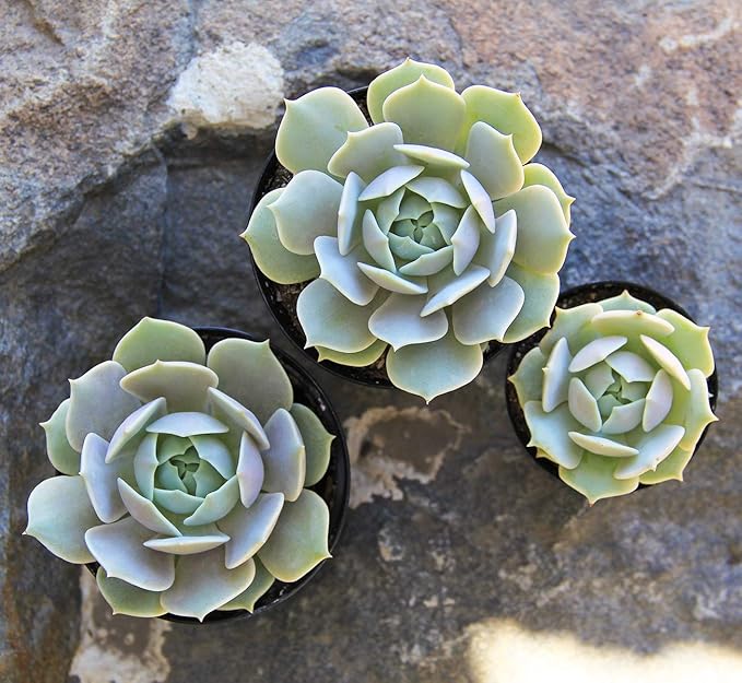 Altman Plants, Echeveria Succulents Live Plants (4 Pack), Live Succulents Plants Live Houseplants, Live Indoor Plants Succulent Plants, Succulent Plant House Plants Indoors Live Succulent Party Favors
