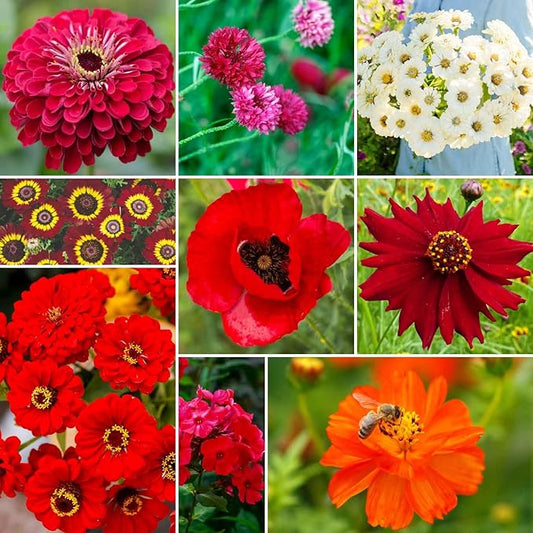 Eden Brothers Big Red Flower Mixed Seeds for Planting, 5 lb, 2,400,000+ Seeds with Painted Daisy Flame, Zinnia, Red Phlox | Attracts Pollinators, Plant in Spring or Fall, Zones 3, 4, 5, 6, 7, 8, 9, 10