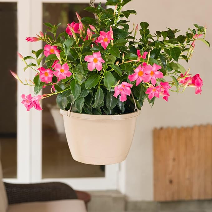 Costa Farms Premium Flowering Mandevilla Hanging Basket Live Outdoor Plant, 20-Inches Tall, Grower Choice Flowers, 1.5-GAL, 2-Pack