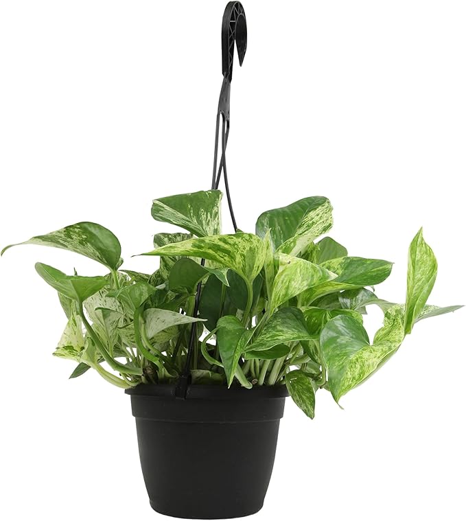 Marble Queen Pothos Hanging Basket, Variegated Pothos Live Plant Decor, Real Pothos Plant with Hanger, Desk Plant & Office Plant, Plant Gift, Easy to Grow House Plant by Plants for Pets