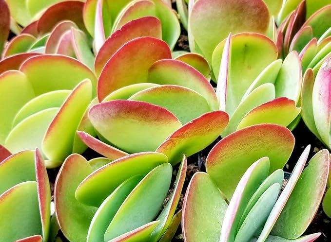 Premium Cacti and Succulent Potting Mix Soil - for Cactus Palm Tree Citrus Plant Grown in Gardening Containers - Indoors & Outdoors Use - with Natural Food/Fertilizer