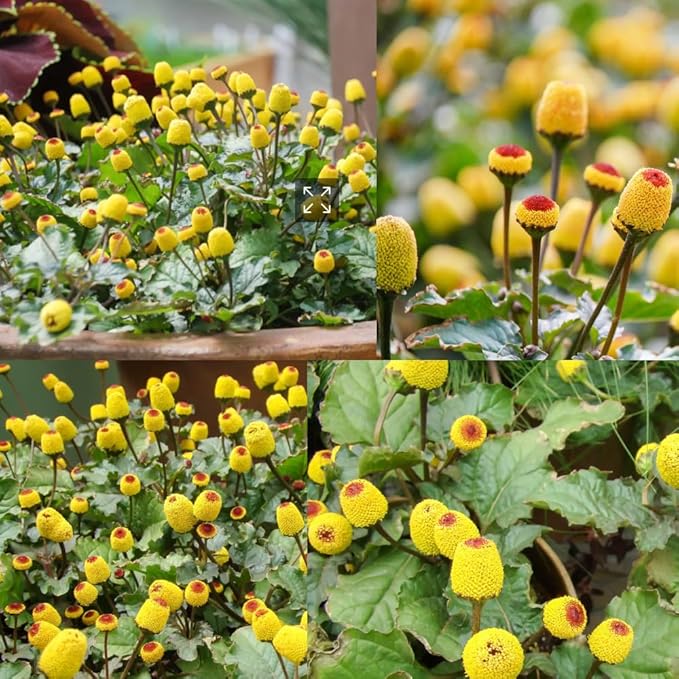 150+Yellow Toothache Plant Seeds for Planting-Perennial Garden Flowers Home Heirloom & Non-GMO Low Maintenance