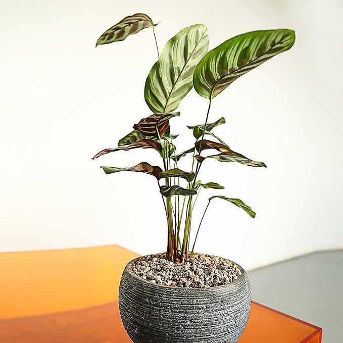 10LB Mix Lava Rocks for Plant Gravel Pebbles for Bonsai Succulent Potting Soil, Top Dressing and Terrarium Plants,