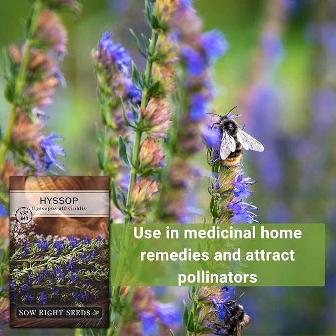 Sow Right Seeds - Hyssop Seed for Planting - Medicinal Herb to Plant in Your Garden - Outdoors - Attracts Pollinators - Stunning Purple Flowers - Non-GMO Heirloom Seeds - Great Gardening Gift (1)