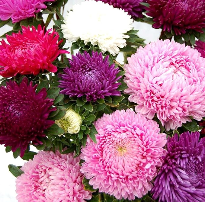 Peony Aster Mix About 100 Seeds for Planting Non-GMO Pack with Growing Instructions Flower Garden