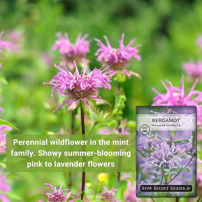 Sow Right Seeds - Bergamot (Bee Balm) Flower Seeds for Planting - Beautiful Flowers to Plant in Your Home Garden - Non-GMO Heirloom Packet with Instructions - Native Wildflower and Medicinal Herb (1)