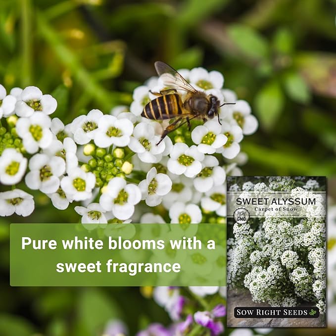 Sow Right Seeds - Sweet Alyssum White Carpet of Snow Flower Seeds for Planting - Non-GMO Heirloom Packet with Instructions to Plant in Your Garden - White Perennial - Groundcover with Blooms (2)