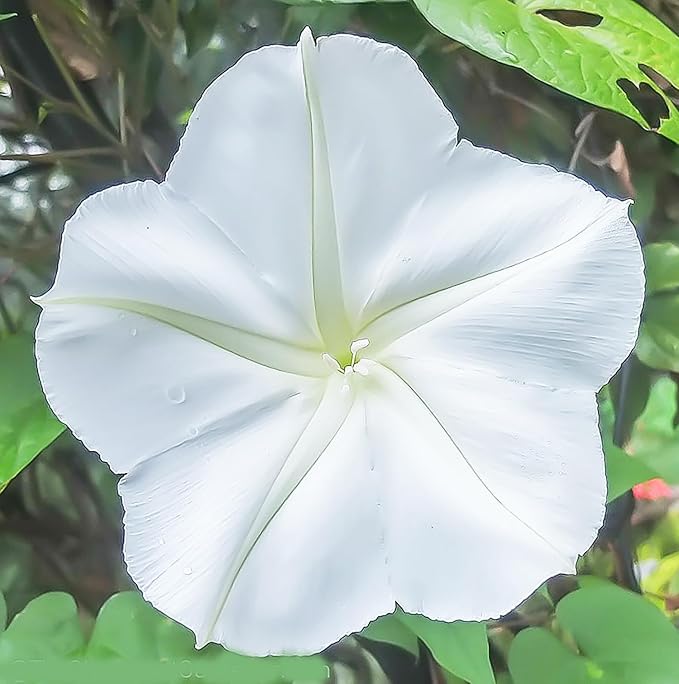 White Moonflower Vine Seeds - Climbing Vine Up to 15 Feet - Fragrant